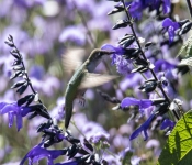 2019 09 15 LongFellowGardens 025